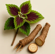 Coleus forskohlii root extract